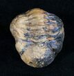 Bargain Enrolled Phacops Trilobite #10736-1